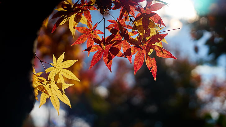 yellow and red leaves trees, Maple Story, yellow, red leaves, trees, None, Contax, Planar, F1.4, autumn, leaf, nature, tree, forest, season, outdoors, branch, maple Tree, multi Colored, red, HD wallpaper