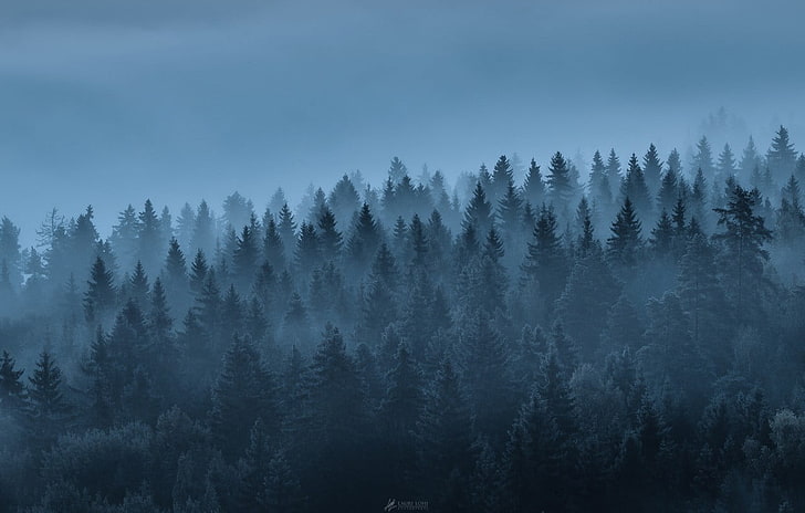 grüne Laubbäume, Landschaft, Wald, Bäume, Nebel, Natur, HD-Hintergrundbild