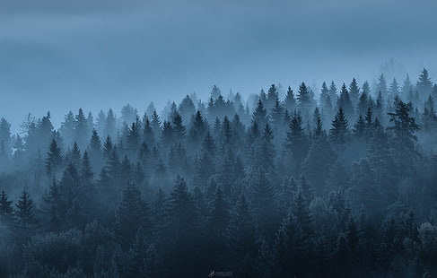 zielone drzewa liściaste, krajobraz, las, drzewa, mgła, przyroda, Tapety HD HD wallpaper