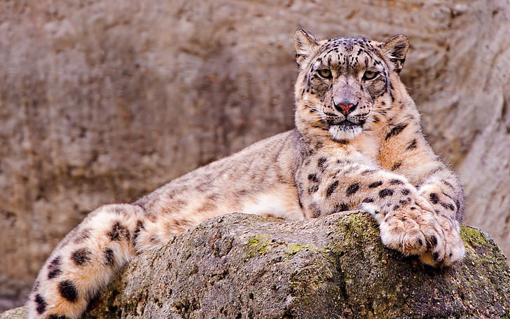 възрастен леопард, снежен леопард, камък, седнал, чакащ, HD тапет