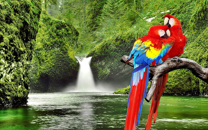 Papageien-Keilschwanzsittich über Wasserfall-voller HD-Tapete, HD-Hintergrundbild
