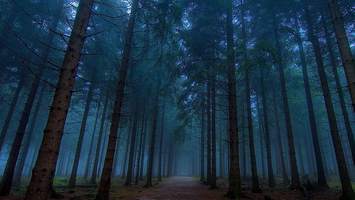 Dämmerung, Wald, Weg, HD-Hintergrundbild