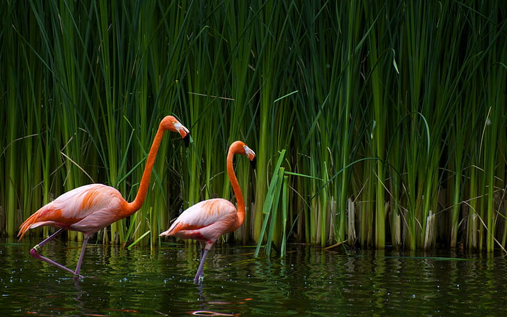 Фламинго с высоким разрешением изображения, два фламинго, птицы, фламинго, высокое, изображения, разрешение, HD обои