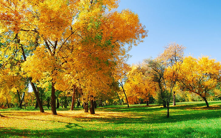 Золотая осень, Осень, Золотая, HD обои