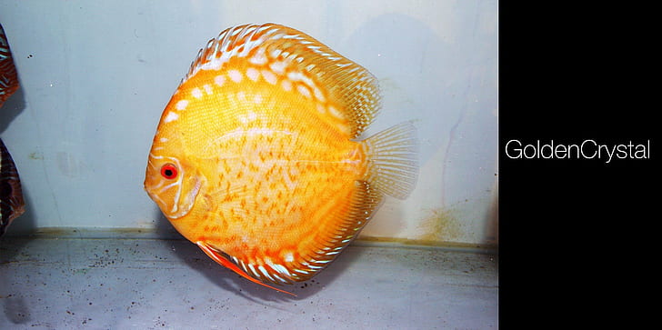 Discus Fish, HD wallpaper