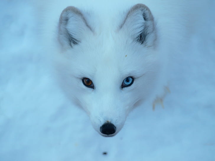 foto serigala putih, rubah Arktik, rubah Arktik, hewan, mamalia, hewan peliharaan, Wallpaper HD