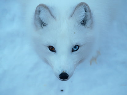 photo of white wolf, arctic fox, arctic fox, animal, mammal, pets, HD wallpaper HD wallpaper