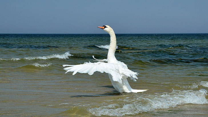 бял лебед, птица, вълни, море, хоризонт, крила, HD тапет
