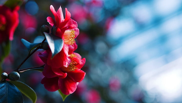 Red flowers blossom, blue blurred background, Red, Flowers, Blossom, Blue, Blurred, Background, HD wallpaper