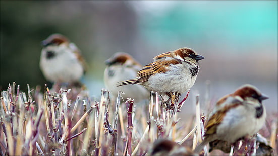 sparrows, branch, birds, winter, sparrows, branch, birds, winter, HD wallpaper HD wallpaper