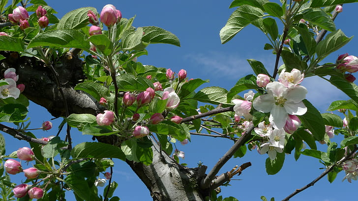 време на ябълков цвят ябълки цъфти синьо небе цъфтящи цветя овощни дървета листа пролетни дървета HD, ябълков цвят, природа, дървета, цвете, цветя, листа, пролет, синьо небе, цветове, ябълки, цъфтеж, овошки, HD тапет