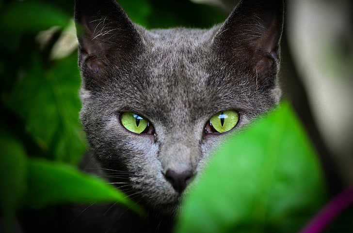 قطة رمادية ، تصوير بؤري انتقائي للقط الأسود ، الحيوانات ، الوجه ، القط ، الأوراق ، العيون الخضراء، خلفية HD