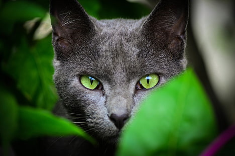 gato cinza, fotografia de foco seletivo de gato preto, animais, rosto, gato, folhas, olhos verdes, HD papel de parede HD wallpaper