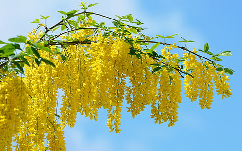 Fleur d'acacia jaune, fleur de glycine jaune, acacia, Fond d'écran HD HD wallpaper