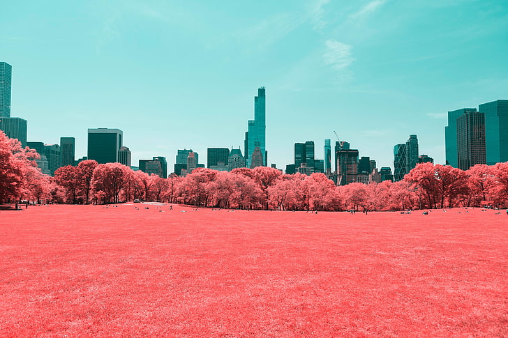 Central Park, Manhattan, 4K, New York City, Infrared, HD wallpaper