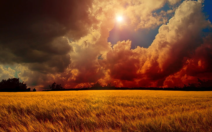 clouds, fields, grass, landscapes, nature, sky, sunrise, sunset, wheat, HD wallpaper