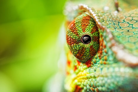 chameleon, eyes, 4k, HD wallpaper HD wallpaper