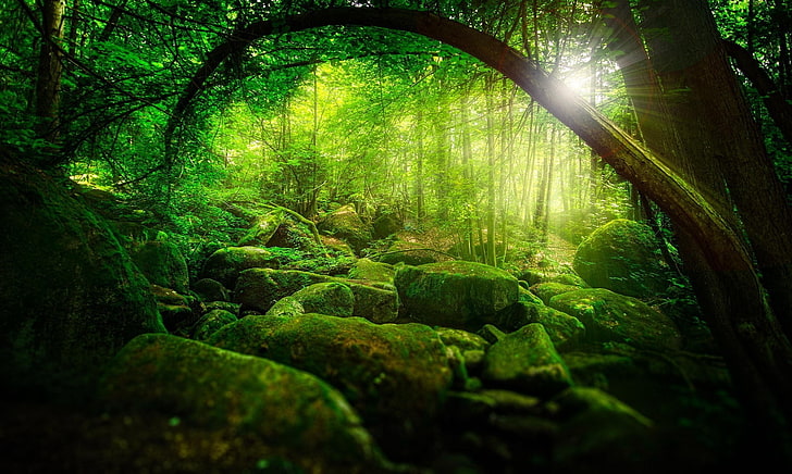 papel de parede floresta e árvores, natureza, árvores, floresta, verde, raios de sol, luz solar, ramo, pedras, musgo, plantas, HD papel de parede