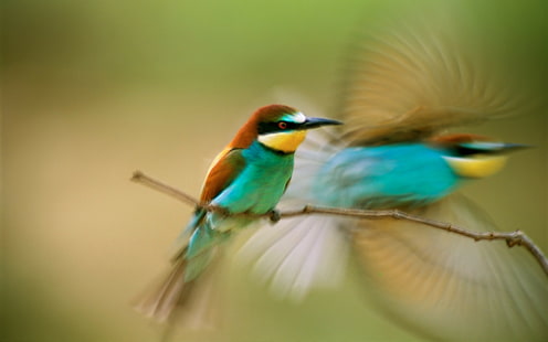 birds, bee-eaters, motion blur, animals, HD wallpaper HD wallpaper