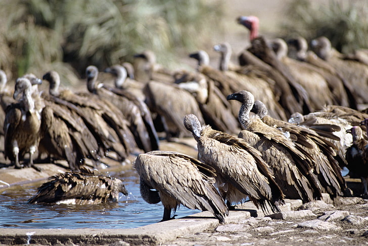 flock of brown birds, vultures, pack, watering, HD wallpaper