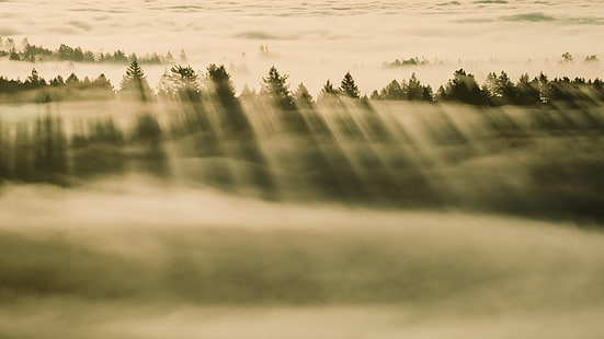 foresta, nebbia, mela, mac, mavericks, nebbioso, os x, Sfondo HD HD wallpaper