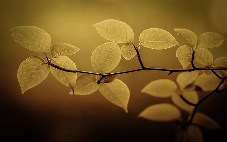 folha amarela, foto de foco seletivo de planta de folha verde, natureza, macro, folhas, HD papel de parede