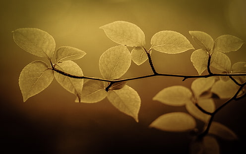 feuille jaune, photo de mise au point sélective d'une plante à feuilles vertes, nature, macro, feuilles, Fond d'écran HD HD wallpaper
