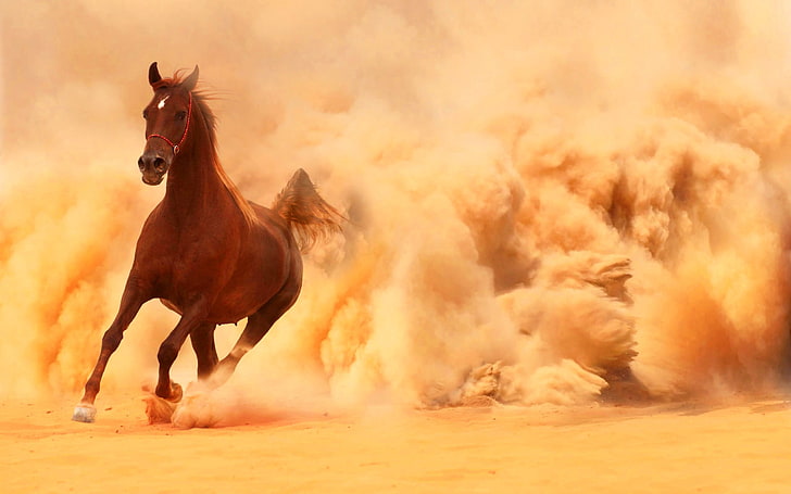 Аравийская лошадь, бегущая из дес, коричневая лошадь, Животные, Лошадь, бег, пустыня, HD обои