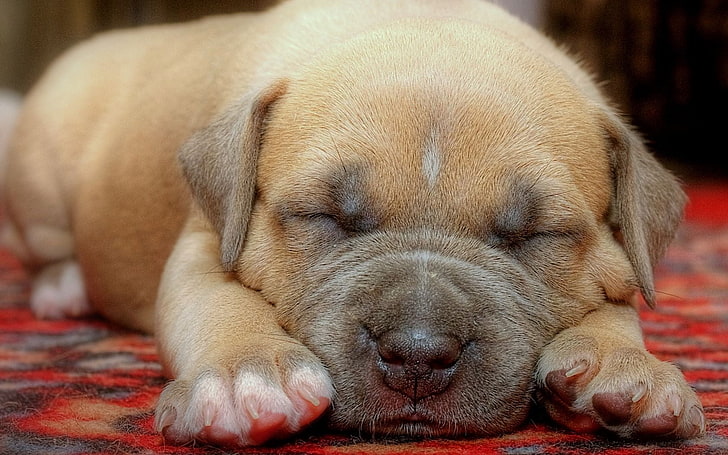 ブラウンアメリカンピットブルテリア子犬、子犬、顔、寝ている、かわいい、 HDデスクトップの壁紙