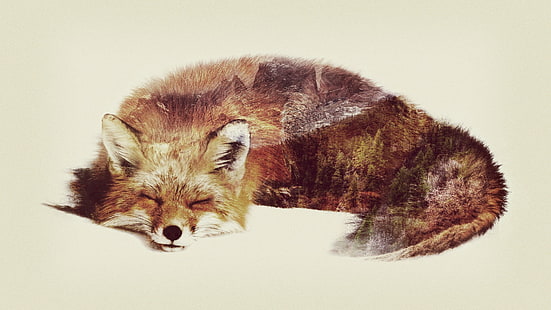 brown fox, fox, double exposure, animals, HD wallpaper HD wallpaper