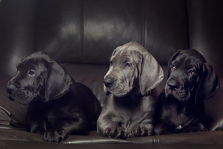 dogs, puppies, trio, Trinity, Great Dane, HD wallpaper