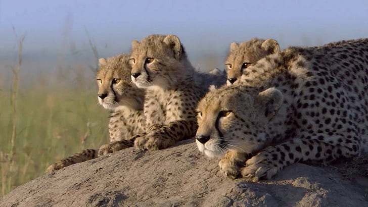 hewan alam keluarga bayi hewan cheetah, Wallpaper HD