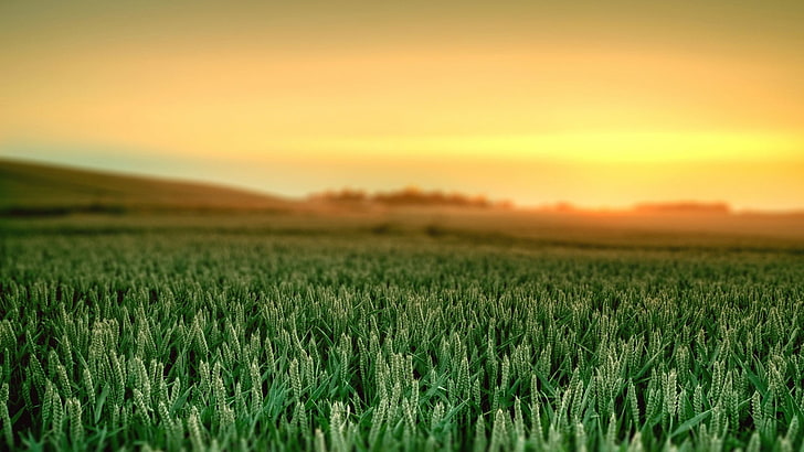 зеленое пшеничное поле, поле, растения, пейзаж, небо, солнечный свет, HD обои