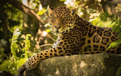 Chincha der Jaguar, Jaguar, der, Chincha, HD-Hintergrundbild HD wallpaper