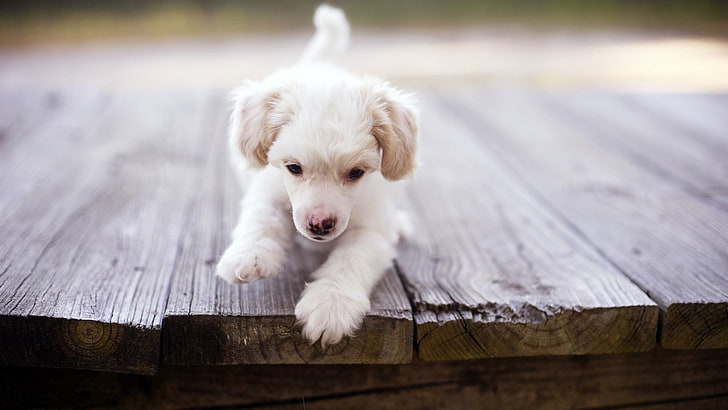 short-coated white puppy, dog, puppy, baby, walk, wood floor, HD wallpaper