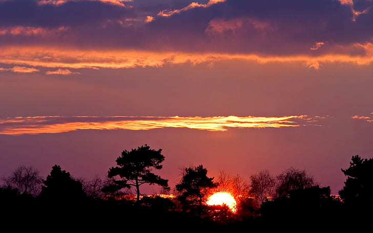 panorama, tramonto, cielo viola, skyscape, alberi, silhouette, Sfondo HD