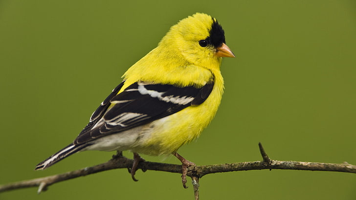bird, American, little, Goldfinch, Male, HD wallpaper
