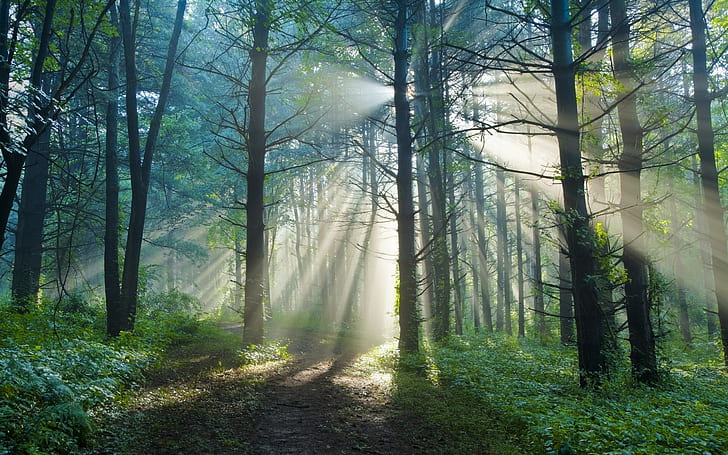 Manhã de verão, trilha da floresta natureza, raios de luz do sol, Verão, Manhã, Natureza, Floresta, Trilha, Sol, Luz, Raios, HD papel de parede