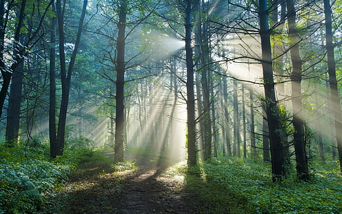 Sommermorgen, Natur Waldweg, Sonne Lichtstrahlen, Sommer, Morgen, Natur, Wald, Trail, Sonne, Licht, Strahlen, HD-Hintergrundbild HD wallpaper