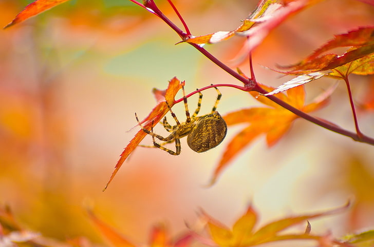 photography, nature, macro, spider, plants, leaves, fall, HD wallpaper