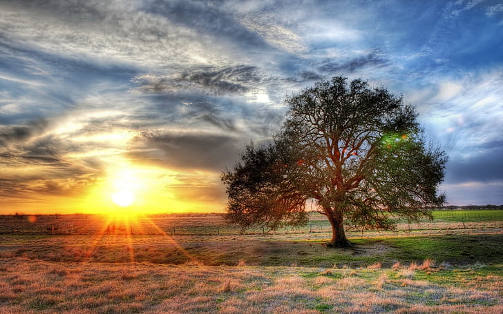 Samotne drzewo, trawa, promienie słoneczne, zachód słońca, chmury, samotny, drzewo, trawa, słońce, promienie, zachód słońca, chmury, Tapety HD