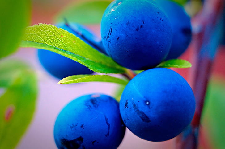 four plum fruits, sloe, blackthorn, sloe, blackthorn, Sloe, Berries, Blackthorn, IMG, plum, fruits, velvet  blue, berry, Sloes, wow, photography, fruit, nature, blue, food, close-up, leaf, freshness, HD wallpaper