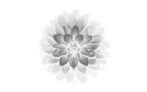 manzana, blanco, loto, iphone6, plus, ios8, flor, Fondo de pantalla HD HD wallpaper