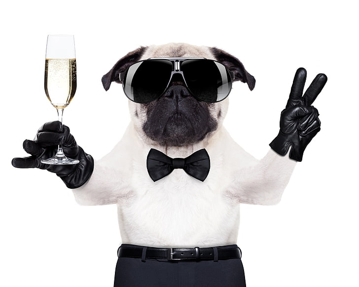 Funny dog, caine, black, bow, animal, cute, glass, glove, sunglases, funny, white, puppy, dog, HD wallpaper