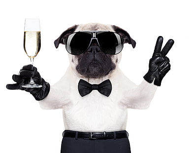 Cane divertente, caine, nero, fiocco, animale, carino, vetro, guanto, occhiali da sole, divertente, bianco, cucciolo, cane, Sfondo HD HD wallpaper