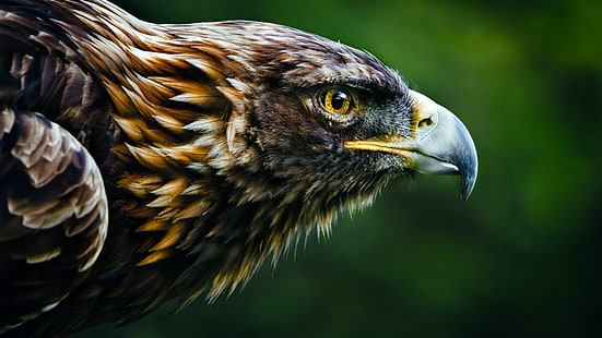 enfoque superficial de águila negra, águila, mira, desenfoque, Fondo de pantalla HD HD wallpaper
