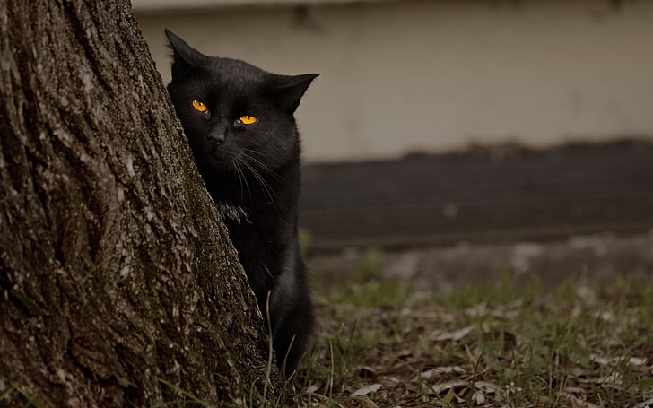 gato negro, gato, árbol, negro, piel, ojos, Fondo de pantalla HD