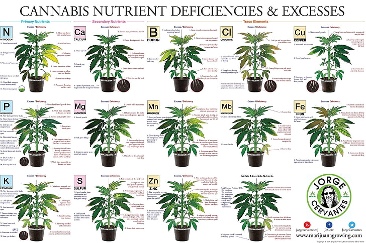 420, 대마초, 마리화나, 잡초, HD 배경 화면
