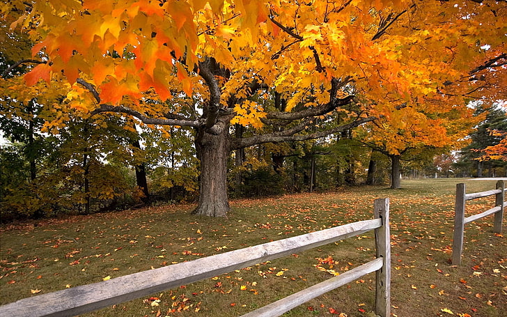 árvore folheada amarela, árvore, outono, cerca, bordo, queda de folhas, HD papel de parede