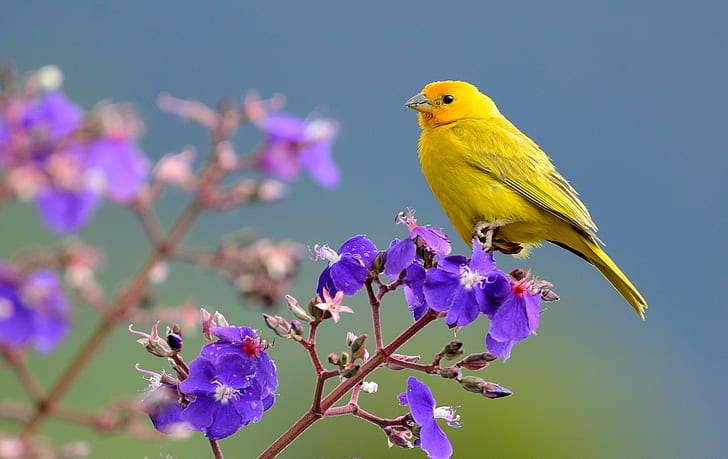 selektywne skupienie żółtego ptaka na fioletowym kwiecie, zięba szafranowa, sicalis, zięba szafranowa, sicalis, ptak, natura, zwierzę, gałąź, dzika przyroda, niebieski, drzewo, Tapety HD